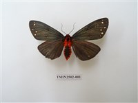 藏品(烏麗燈蛾)的圖片